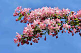 Primo piano del melo selvatico o Crab Apple dei Fiori di Bach