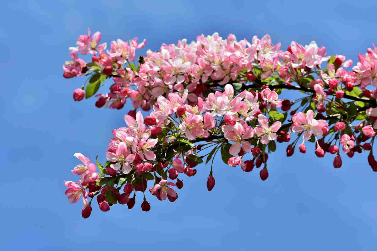 Primo piano del melo selvatico o Crab Apple dei Fiori di Bach