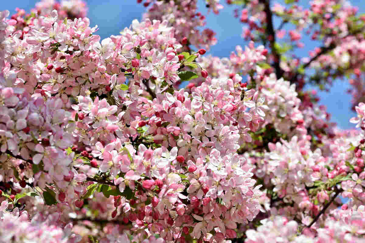 Primo piano del melo selvatico o Crab Apple dei Fiori di Bach