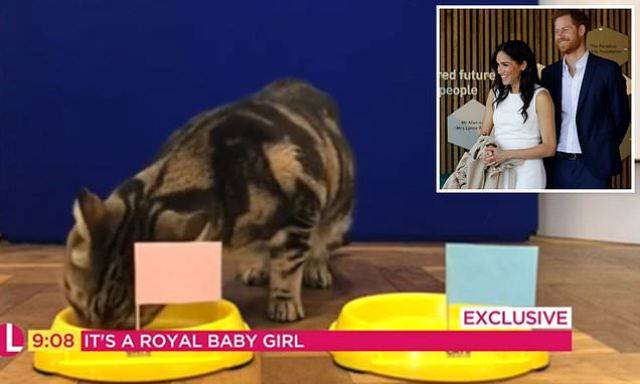 gatto prevede che meghan avrà una femmina