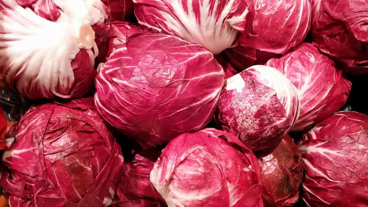 radicchio proprietà