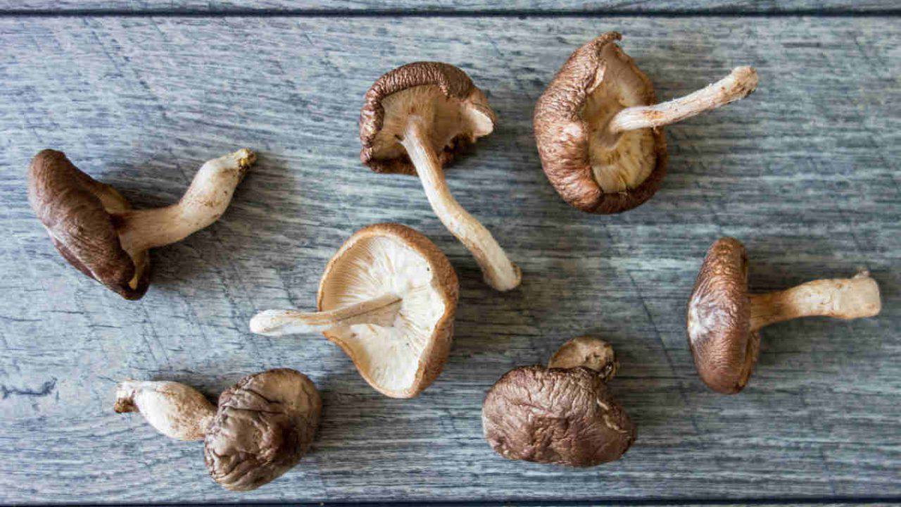 Funghi Shiitake Proprieta Benefici E Controindicazioni