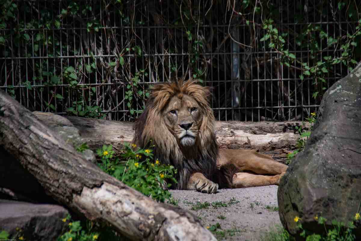 Leone in gabbia