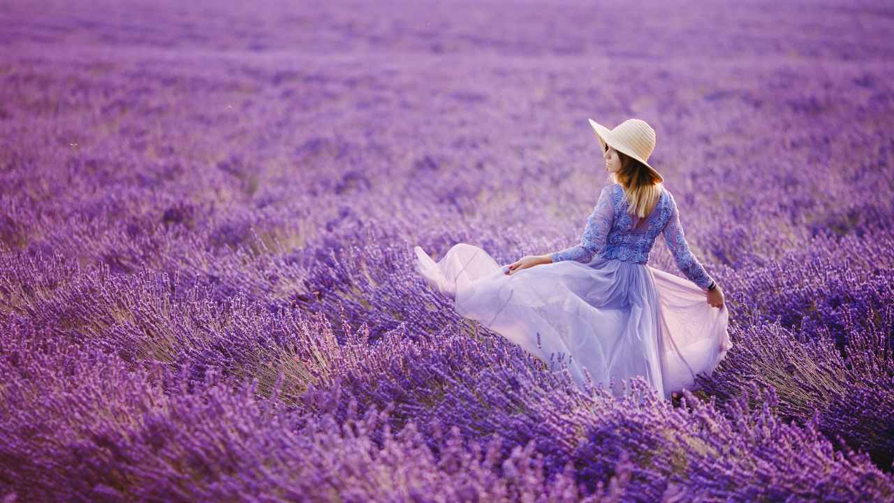 lavanda