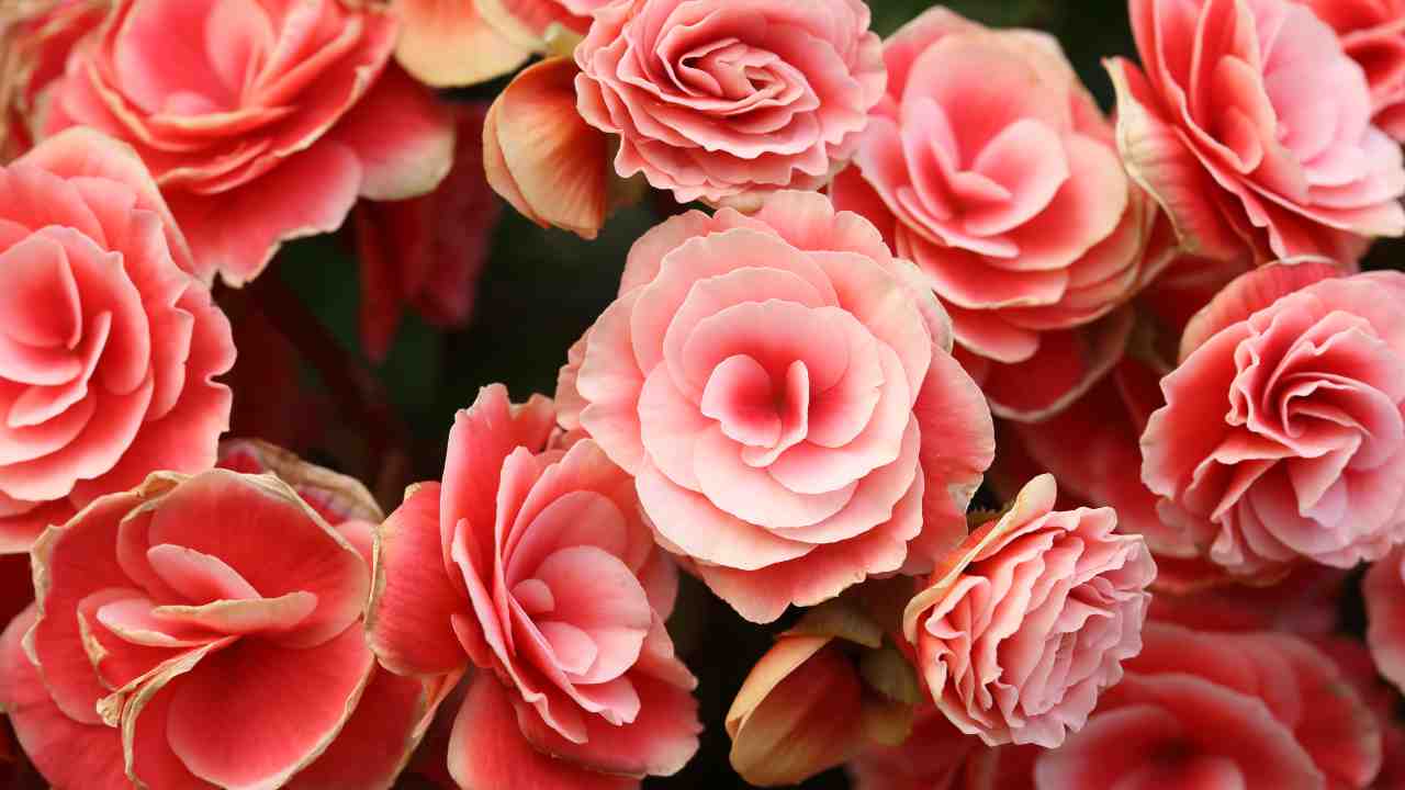 begonia