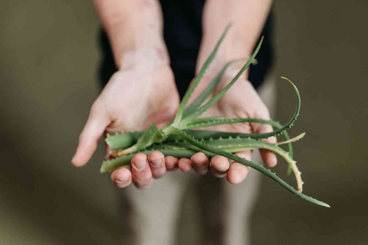 Aloe vera nelle mani di una ragazza