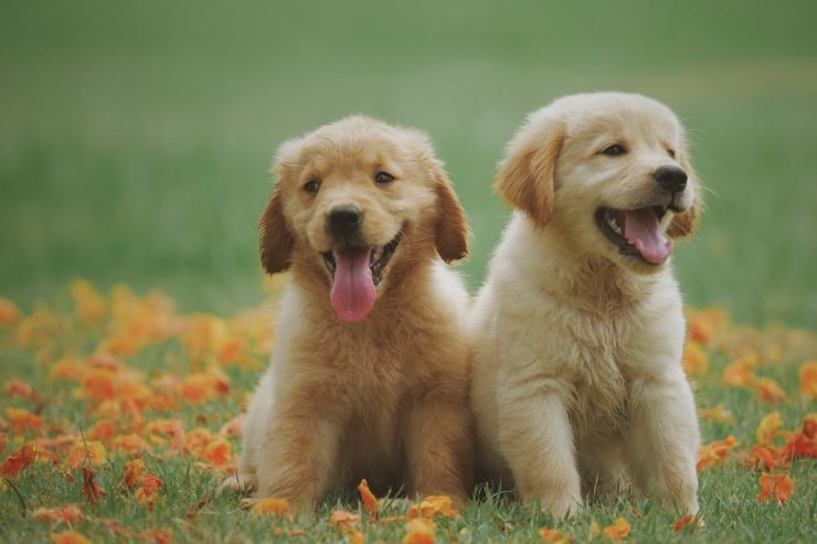 due cuccioli di cane
