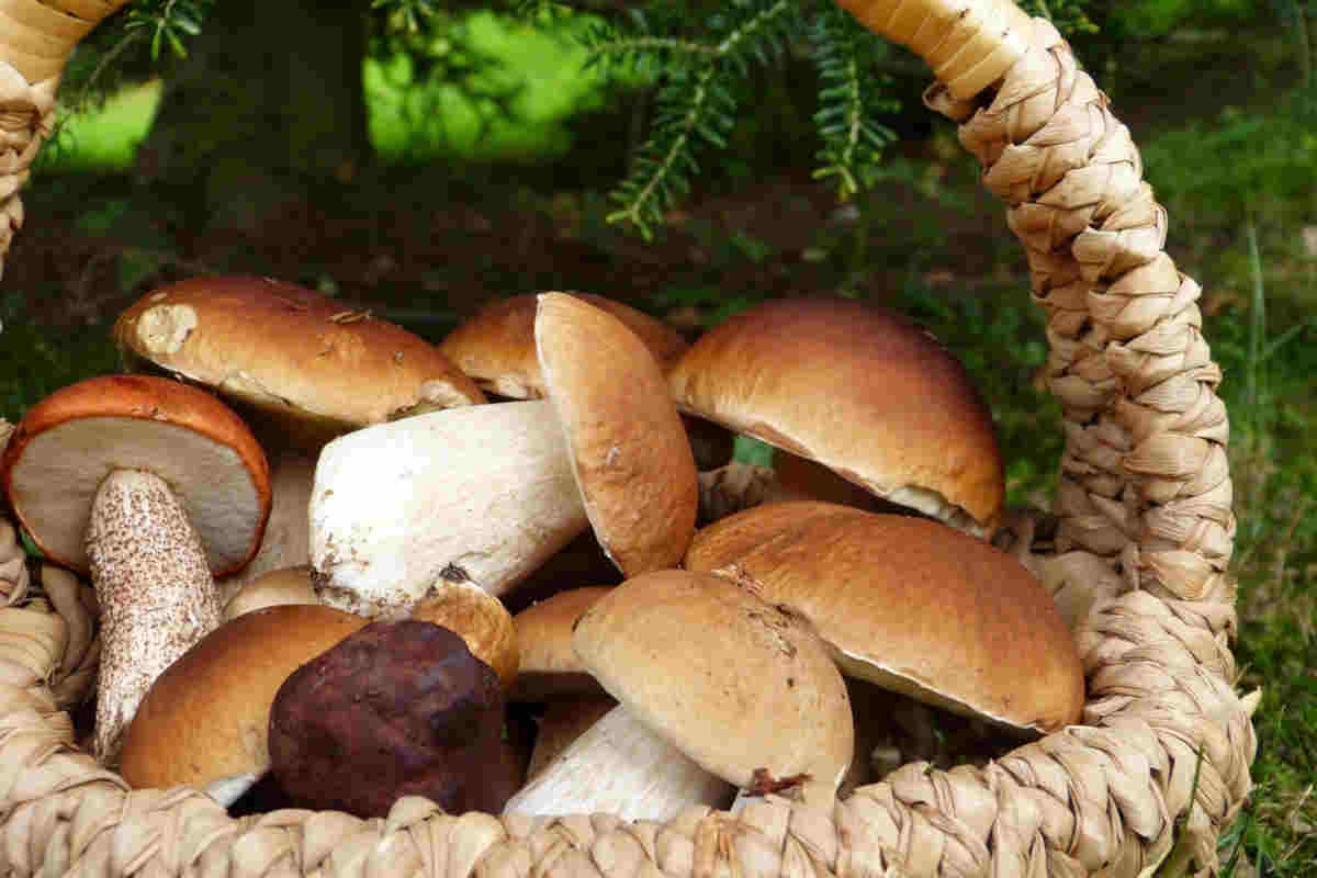 Tagliatelle con funghi porcini