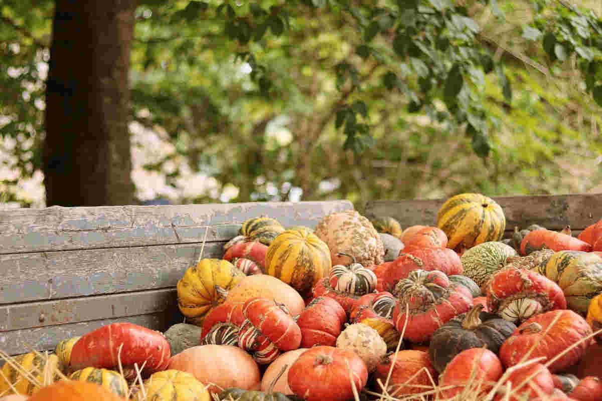 Zucche da mangiare in autunno