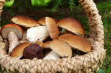 Funghi porcini per pasta alla boscaiola