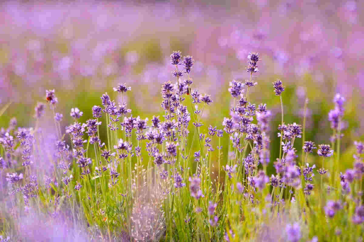 Lavanda come profumo per aspirapolvere