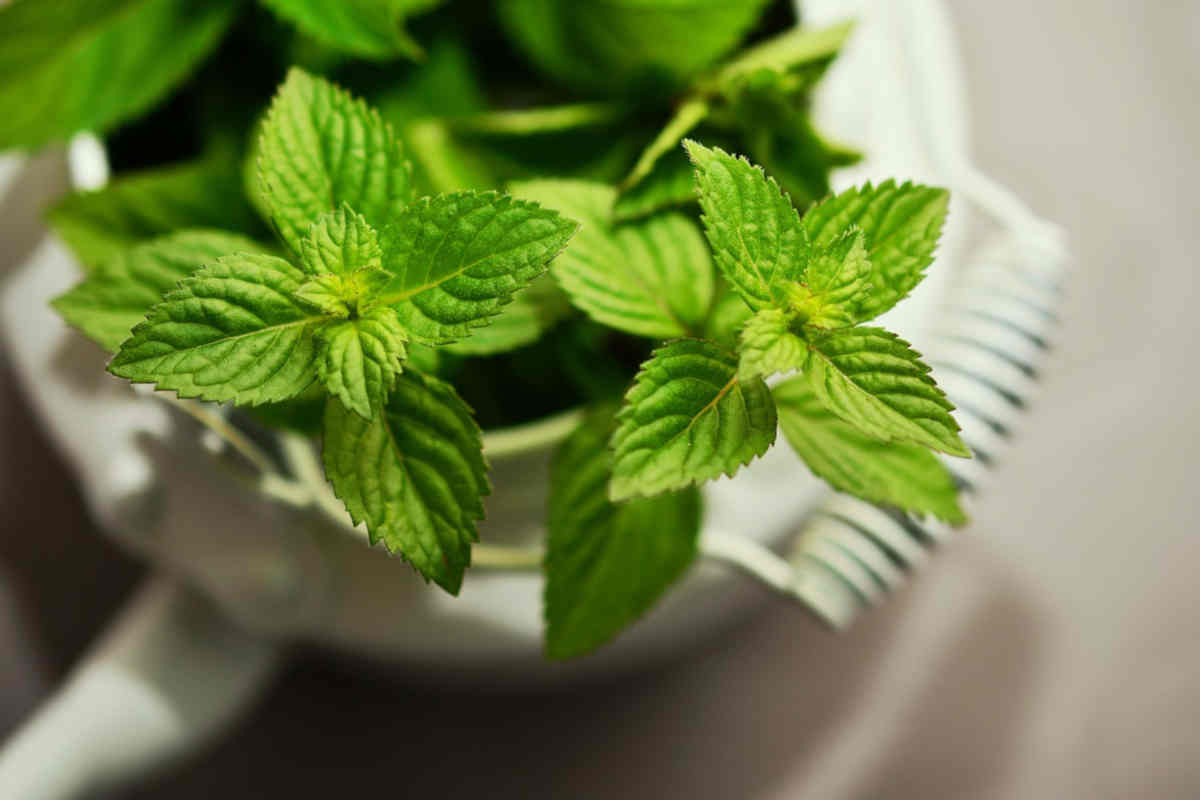 Menta, come profumo per aspirapolvere