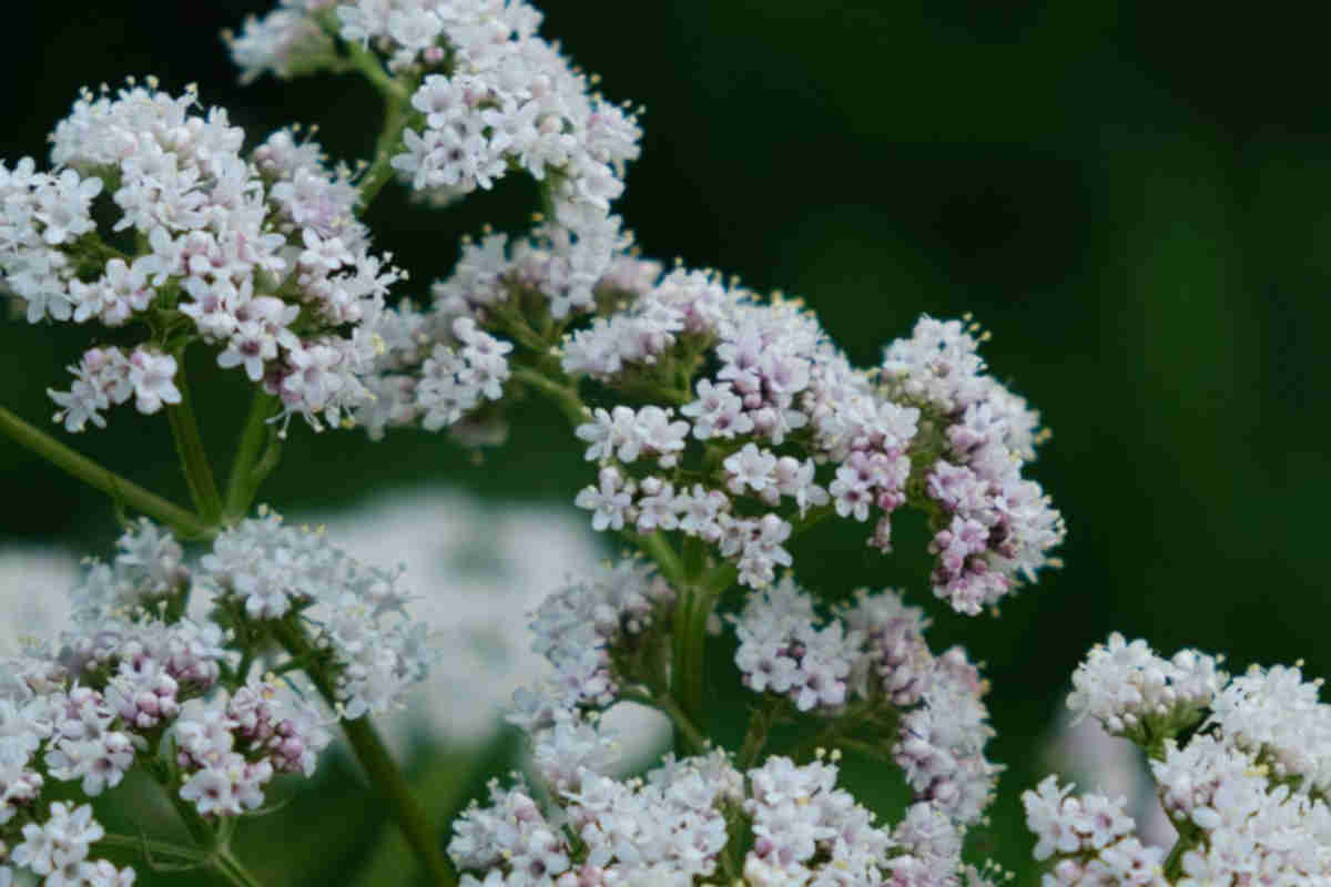 Valeriana, tra le tisane rilassanti